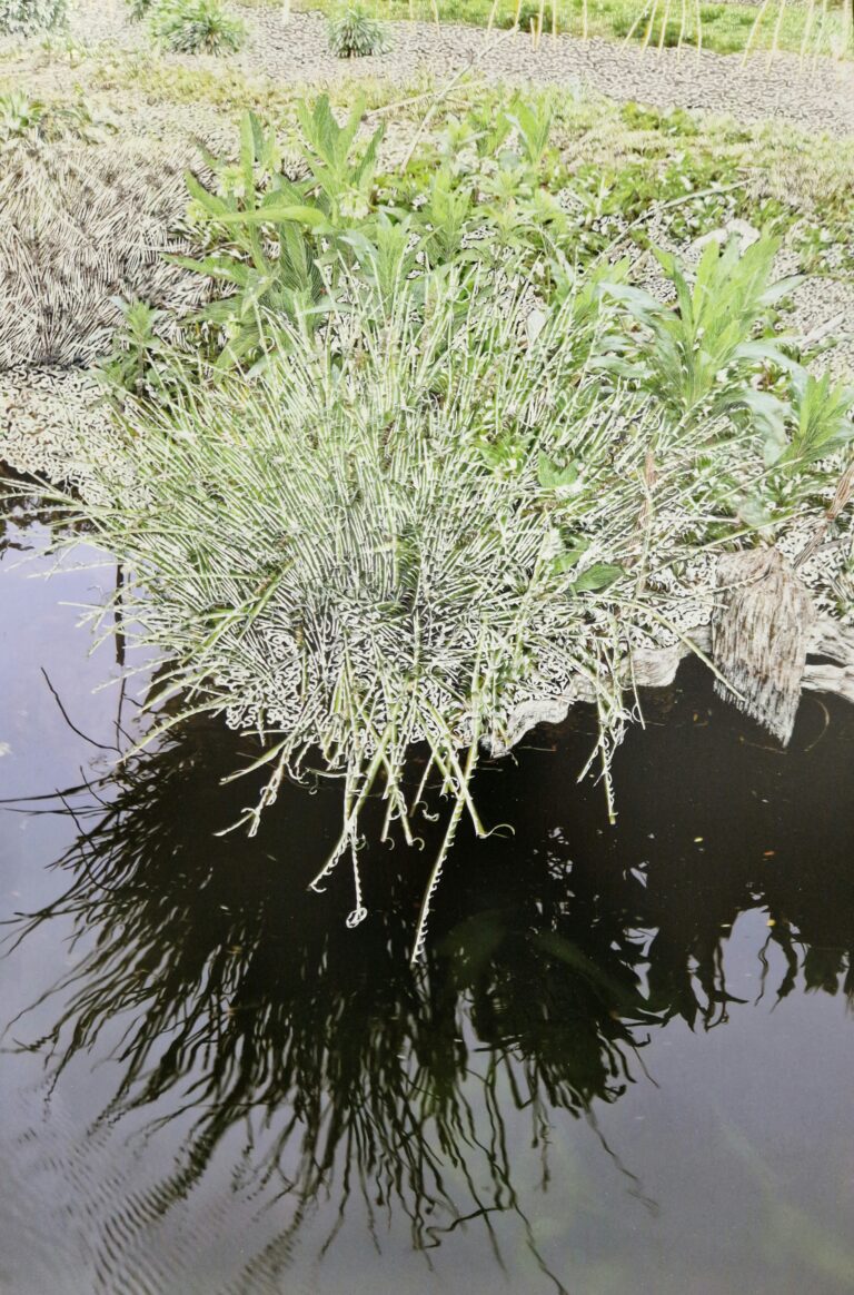 Raphaëlle Peria, Les herbes, grattage sur photographie, 60 x 40cm, 2024